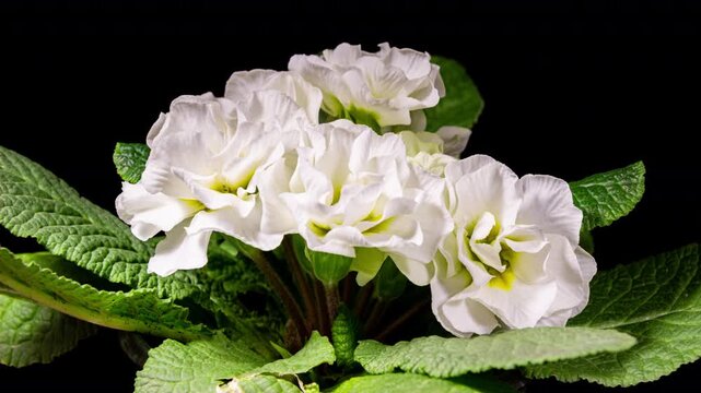 White Primrose Timelapse of First Spring Flower Blossom. Primula Vulgaris