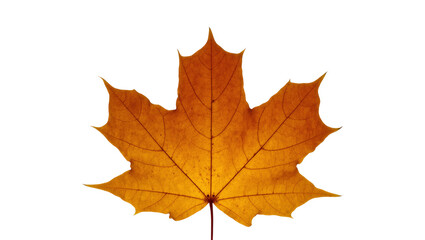 Fototapeta premium Isolated vibrant autumn maple leaf, showcasing beautiful golden orange and red fall colors.
