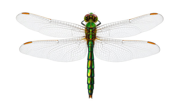 Isolated vibrant metallic green dragonfly with intricate transparent wings and large compound eyes