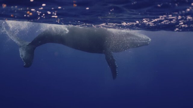 Humpback whale underwater in Pacific Ocean. Majestic giant mammal silhouette shape in bubbles swimming deep. Young whale dance wave flippers in water in Polynesia. Mammal Marine life. High resolution