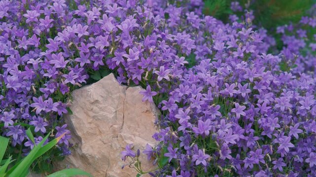 Vibrant Dalmatian bellflowers (Campanula portenschlagiana) cascading over a rock with flying insects in a tranquil spring garden, static close up
