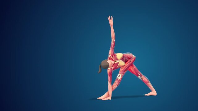 3D human Parivrtta Trikonasana or Revolved Triangle yoga pose on blue background, loopable