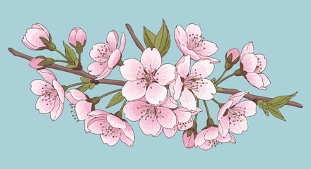 Fototapeta premium Delicate pink cherry blossoms unfurl on a branch against a soft blue background