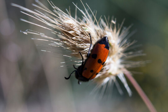Mylabris variabilis blister beetle crawling on wheat head