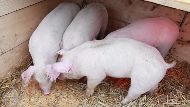 Four Pigs Feeding in Farm Enclosure