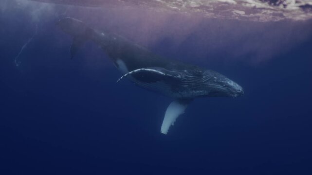 Amazing closeup humpback whale portrait underwater in Pacific Ocean. Baby calf comes at surface to take breath. Young whale dance wave flippers in water in Tonga Polynesia. Mammal Marine nature life