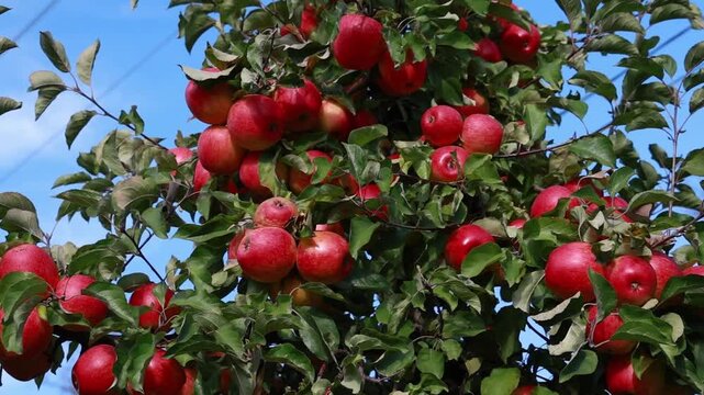 Ripe Red Apples Growing on Tree in Orchard, Slow Motion