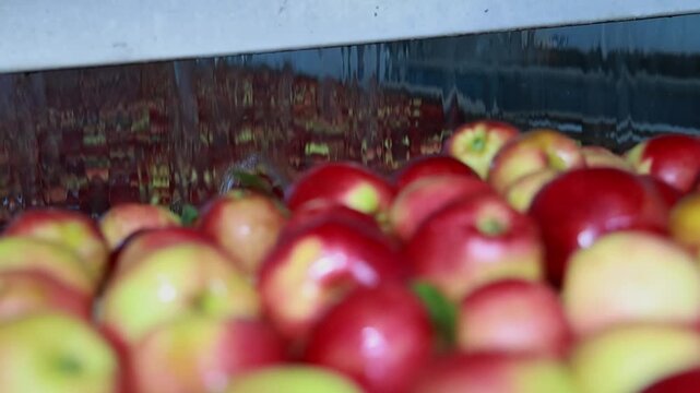 Slow Motion Apple Sorting on Automated Grading Machine