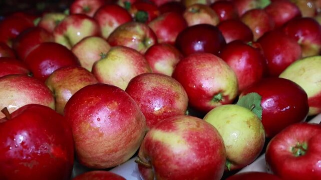 Slow Motion Apple Sorting on Automated Grading Machine