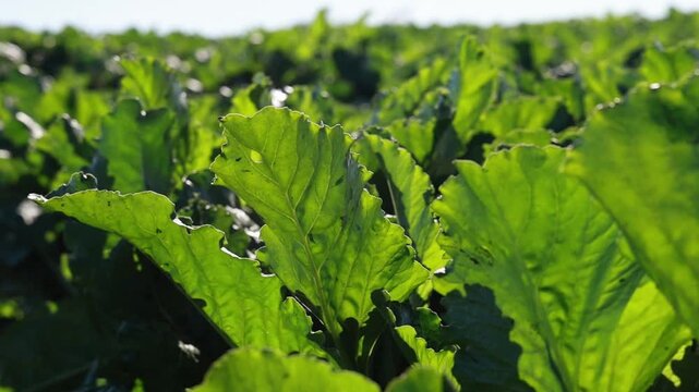 Sugar Beet Field with Leaves Moving in Slow Motion
