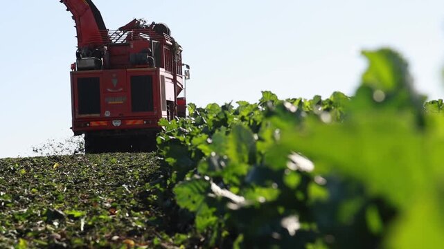 Sugar Beet Harvesting with Combine Harvester in Agricultural Field