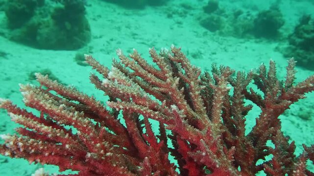 Footage captures Acropora cervicornis displaying cylindrical, antler-like branching in a critically endangered reef ecosystem.
