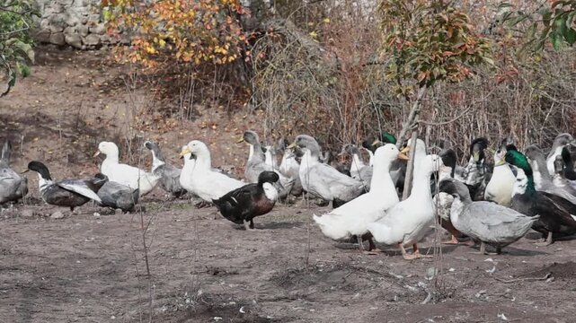 Traditional Ukrainian Village House with Geese in Farmyard