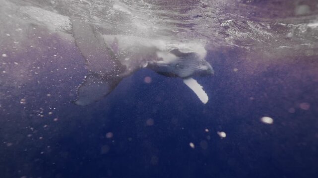 Amazing closeup humpback whale portrait underwater in Pacific Ocean dancing in bubbles strong foam waves. Young whale wave flippers in water in Tonga Polynesia. Giant Mammal Marine nature life.