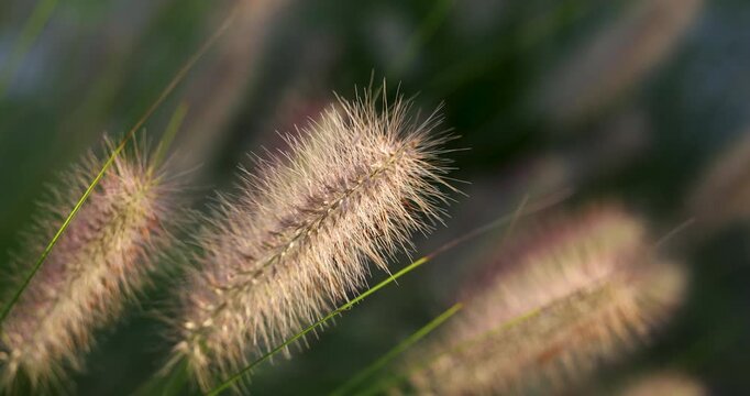 Close-up of beautifully delicate foxtail fountain grass swaying in golden afternoon light with a soft focus background. Captured in slow motion on sunset.