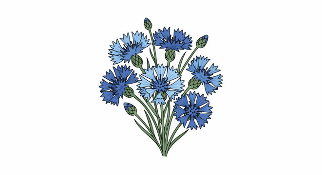 Delicate illustration of a bouquet of blue and light blue cornflowers