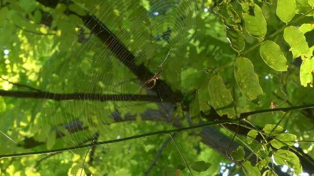Australian Enamel Orb Weaver (Plebs bradleyi) spider sitting in web patiently waiting for prey 4k wide