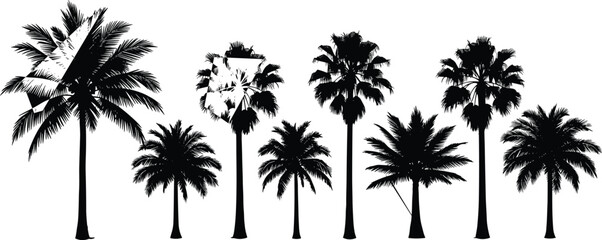Obraz premium Tropical palm tree silhouettes set isolated on white background, detailed coconut and fan palm collection, exotic beach nature illustration perfect for summer design themes