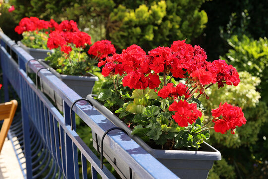 Red geraniums flowers brighten up a balcony on a sunny day