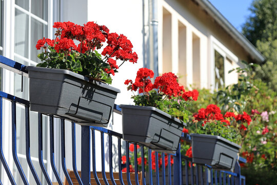 Bright red geraniums in hanging planters displayed on a sunny balcony, creating a cheerful scene.