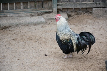 Kogut na farmie  © Marek