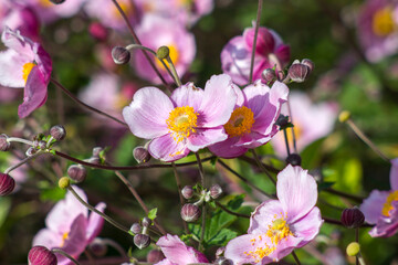 Fototapeta premium anemone flowers in the garden - summertime