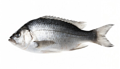 Fototapeta premium Whole Tilapia Fish Isolated on White Background Fresh Seafood