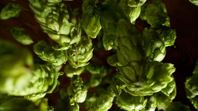 Freeze motion of falling fresh hops cones , close-up
