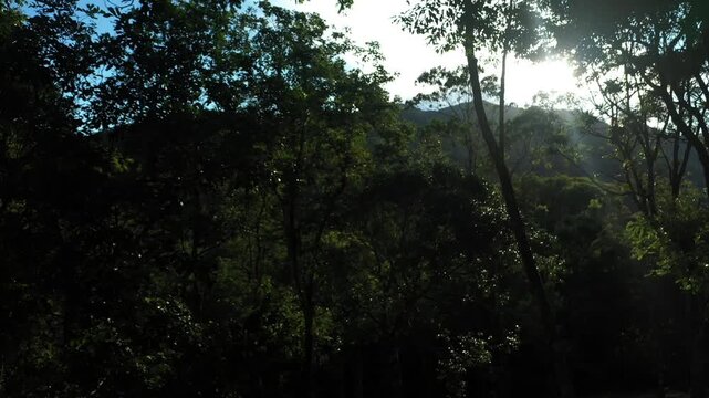 Aerial view of a dense tropical mountain forest at sunset with deep shadows and golden light on the canopy