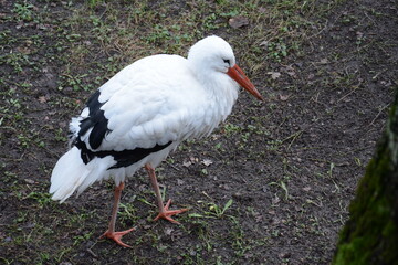 Bociek bocian spacerujący  © Marek