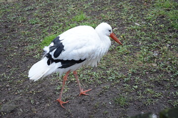 Bociek bocian © Marek