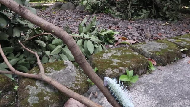 a dusty-green caterpillar with its white, waxy, fleshy spines along its back; the caterpillar of the elephant butterfly or atlas moth, with the scientific name Attacus atlas, it is in the last instar
