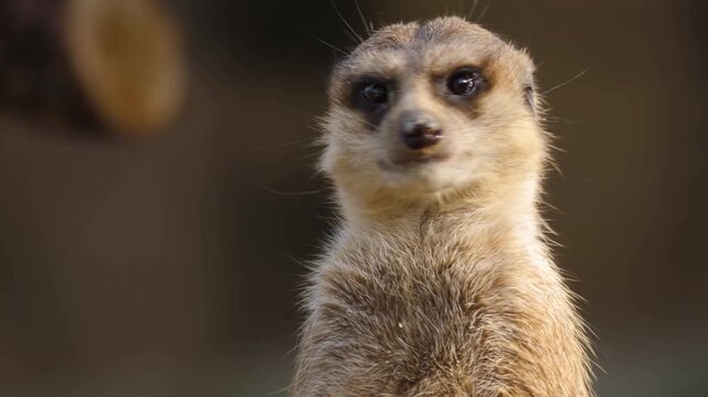Close up of a meerkat turning its head and looking around on a sunny spring day