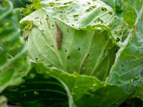 brown slug crawling across green cabbage head featuring numerous holes caused by garden pests and insect damage in summer vegetable patch.