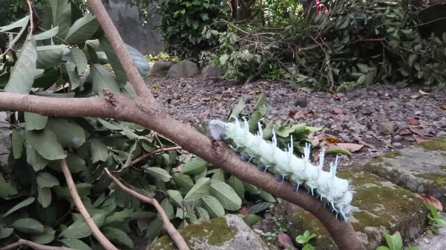 a dusty-green caterpillar with its white, waxy, fleshy spines along its back; the caterpillar of the elephant butterfly or atlas moth, with the scientific name Attacus atlas, it is in the last instar