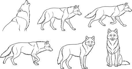 Fototapeta premium Wolf line art illustration set showing different poses walking standing sitting howling wild animal outline wildlife vector drawing collection