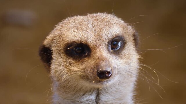 Close up of a meerkat turning its head and looking around on a sunny spring day