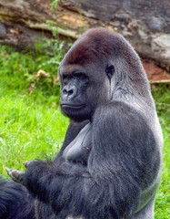 Silverback Gorilla Sitting on Grass Portrait Showing Powerful Primate in Natural Habitat © Chris Willemsen