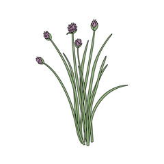Fototapeta premium Green chive stems with small purple flower buds. Isolated transparent background ( include cut-out PNG file ).