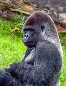 Silverback Gorilla Sitting on Grass Portrait Showing Powerful Primate in Natural Habitat