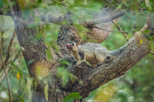 A rare grizzled giant squirrel (Ratufa macroura) peeks through thick greenery, showcasing its unique grizzled fur and agile arboreal lifestyle