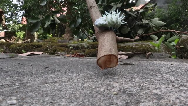 a dusty-green caterpillar with its white, waxy, fleshy spines along its back; the caterpillar of the elephant butterfly or atlas moth, with the scientific name Attacus atlas, it is in the last instar
