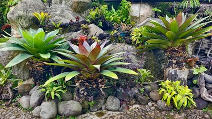 Lush bromeliads and tropical plants in a rocky garden setting © Yuliantini
