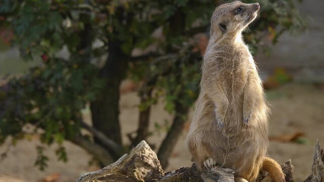 Close up of a meerkat standing up and looking around guarding the area on a sunny spring day