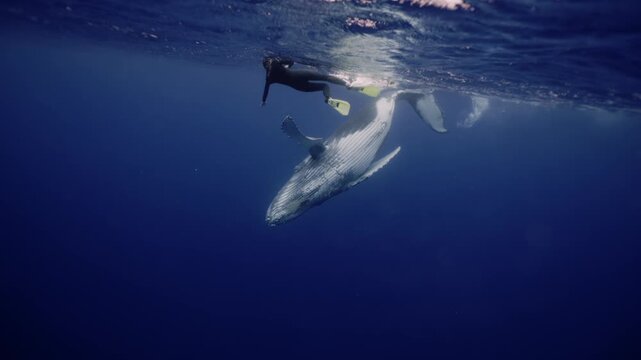 Amazing shot humpback whale underwater in Pacific Ocean comes at surface to take breath. Young whale dance wave flippers in water in Polynesia. Mammal Marine nature. People diving snorkel with whale