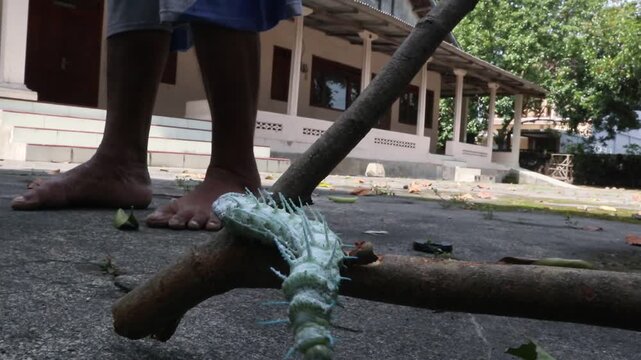 a dusty-green caterpillar with its white, waxy, fleshy spines along its back; the caterpillar of the elephant butterfly or atlas moth, with the scientific name Attacus atlas, it is in the last instar