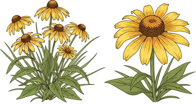 Vintage botanical black-eyed susan vector set, yellow rudbeckia flowers with green leaves, hand drawn garden floral elements for wedding stationery