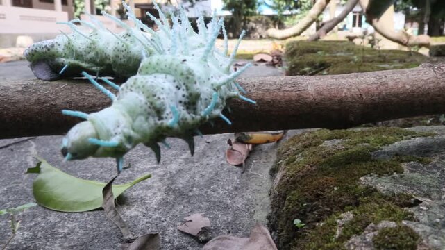 a dusty-green caterpillar with its white, waxy, fleshy spines along its back; the caterpillar of the elephant butterfly or atlas moth, with the scientific name Attacus atlas, it is in the last instar