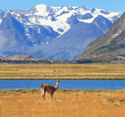 Fototapeta premium Yellow field, blue lake and snow-capped mountains