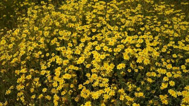 Goldfields California Super Bloom Carrizo Plain California USA